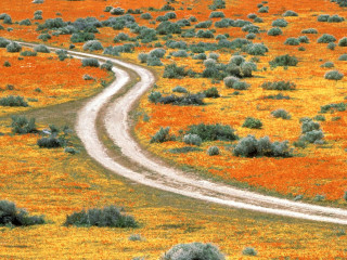 Dirt road orange flowers bushes 3 - the side of the road free wallpaper for desktop