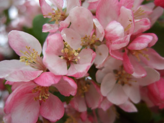 Pink flowers bloom closeup bokeh - betty merken free wallpaper