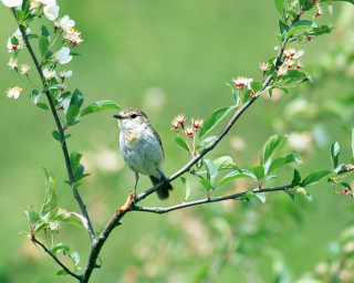 Small bird perched branch tree 3 - the background of the picture free wallpaper