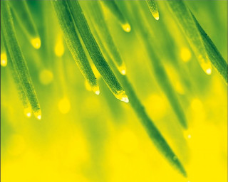 Closeup plant waterdrops leaves stems - drop of water free wallpaper for desktop