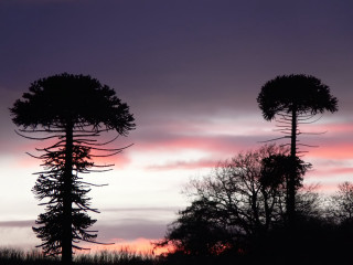 Tall trees sunset field sky - a surrealist painting free wallpaper