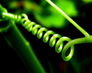 Green plant spiraly stem closeup - andy goldsworthy free wallpaper