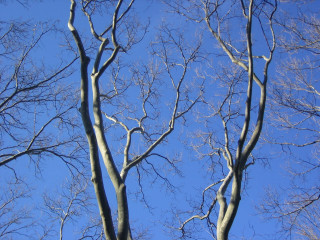 Leafless tree blue sky no - cornelia parker free wallpaper