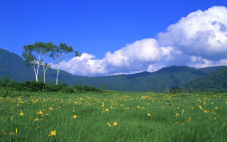 Field flowers trees mountains clouds 3 - a field of flowers and trees free wallpaper