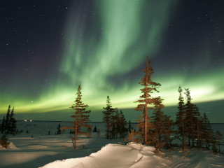 Green aurora snowy landscape trees 5 - a green aurora free wallpaper