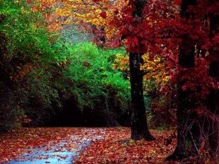 Wooded path leaves red green 2 - a path free wallpaper