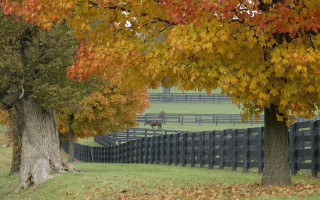 Horse field fence trees fall 3 - ancell stronach free wallpaper