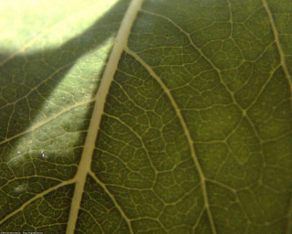Leaf shadow light photorealism macro - the leaf free wallpaper