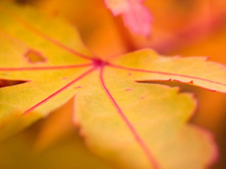 Close up leaf red center - a yellow center free wallpaper