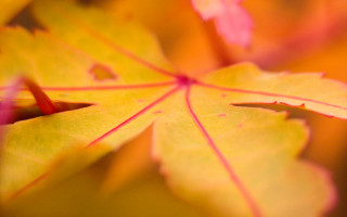 Leaf autumn blurry background macro - anne rigney free wallpaper