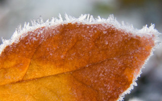 Frosted leaf closeup background nature - a close up of a leaf free wallpaper