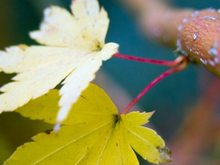 Close up leaf water droplets - a close up of a leaf free wallpaper