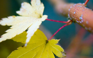 Leaf water drops autumn macro - a close up of a leaf free wallpaper