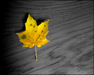 Yellow leaf wooden surface black 3 - single free wallpaper
