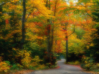 Autumn road trees yellow red - a road free wallpaper
