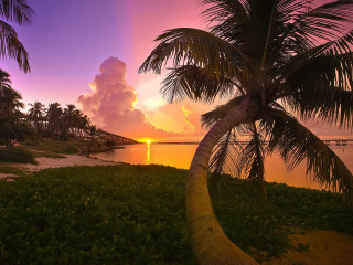 Palm tree sunset over water - david boyd free wallpaper for desktop