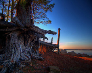 Tree ground water rocks trunk - near free wallpaper