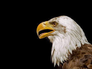 Bald eagle detailed 3d render - beak free wallpaper for desktop