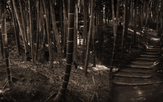 Black white forest path steps 2 - ansel adams free wallpaper