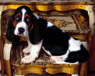 Dog sad chair hand neoclassicism - a hand free wallpaper