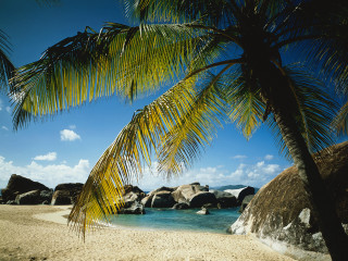 Palm tree beach rocks blue - rock free wallpaper