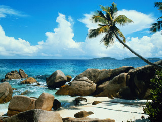 Palm tree beach rocks water - rock and water free wallpaper
