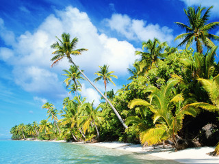 Beach palm trees blue sky 5 - a few boat free wallpaper