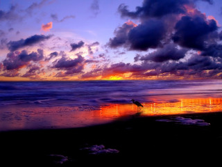 Bird beach sunset clouds person 3 - the background and a person free wallpaper for desktop