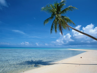 Palm tree beach clear water 6 - clear water free wallpaper for desktop
