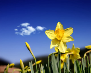 Yellow flower field shallow depth - free spring wallpaper