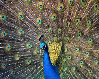 Peacock feathers spread out tail - male free wallpaper