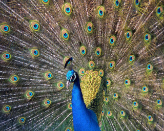 Peacock feathers spread out colorful - male free wallpaper
