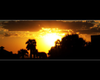 Sunset palm trees building skyline 2 - anamorphic len free wallpaper for desktop