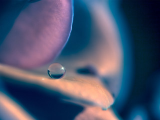 Flower water drop petal blue 2 - a drop of water free wallpaper for desktop
