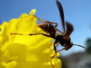 Bee flower sky macro ecological - a sky background in the background free wallpaper