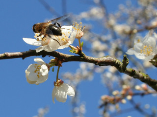 Bee branch white flowers blue - a bee free wallpaper