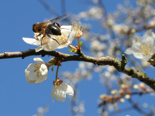 Bee branch white flowers blue 2 - a bee free wallpaper