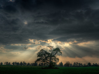 Tree field clouds sun rays 4 - sun ray free wallpaper