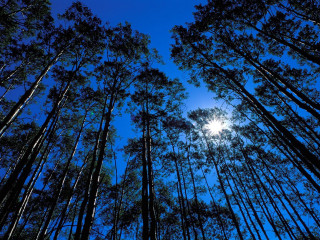 Tall trees sunlight sky nature 2 - the sky above them free wallpaper