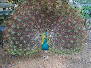 Peacock feathers fanned bench tree - a peacock free wallpaper for desktop