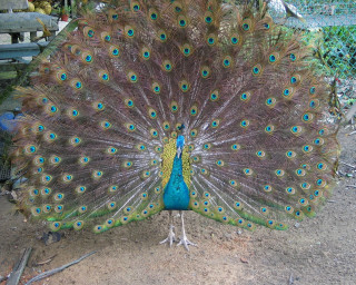 Peacock feathers fanned bench tree 2 - male free wallpaper