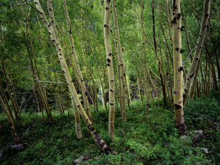 Grove trees forest green foliage - a grove of trees free wallpaper