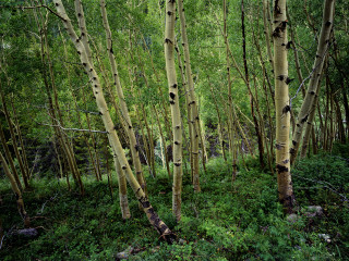 Bamboo forest grove path rocks - color film photography free wallpaper
