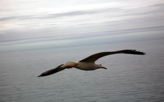 Seagull flying ocean cloudy red 2 - a seagull free wallpaper