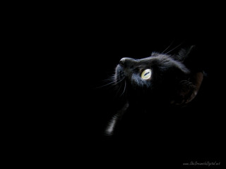 Black cat glowing eyes dark - the dark free wallpaper for desktop