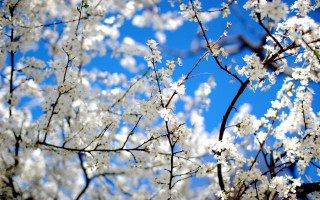 Tree white flowers blue sky 2 - blue sky in the background free wallpaper