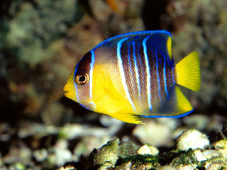 Blue yellow fish swimming ocean - male free wallpaper