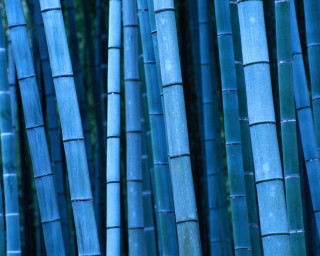Blue bamboo sticks green leaves 2 - green leaf and stems free wallpaper