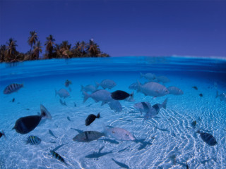 Fish ocean palm island bubble - a group of fish swimming free wallpaper