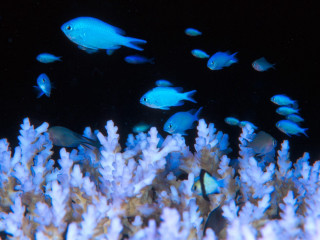 Fish corals bioluminescence night blue - domirinic fegallia free wallpaper
